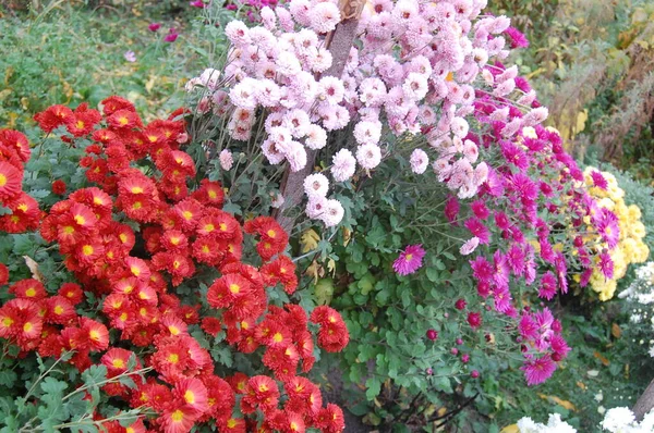 Many different bouquets of multicolored chrysanthemums, small flowers grow in a pots — Stock Photo, Image