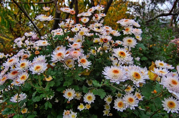 여러 가지 색깔의 국화를 가진 여러 가지 다른 꽃다발들 과작은 꽃들 이 단지 안에서 자라고 있다 — 스톡 사진