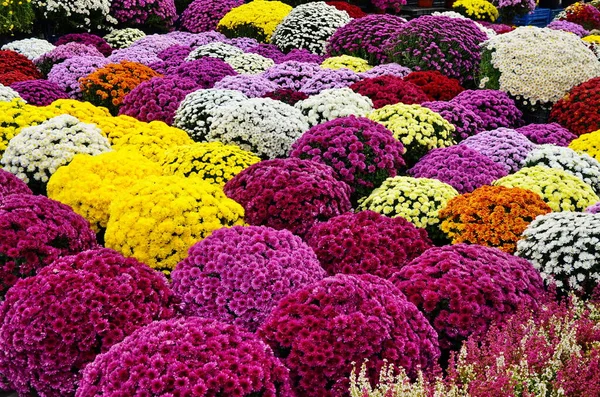 Bir çok farklı renkte kasımpatı buketleri, saksılarda küçük çiçekler yetişir.