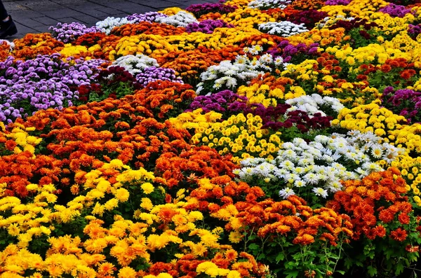 Viele verschiedene Sträuße von bunten Chrysanthemen, kleine Blumen wachsen in einem Topf — Stockfoto