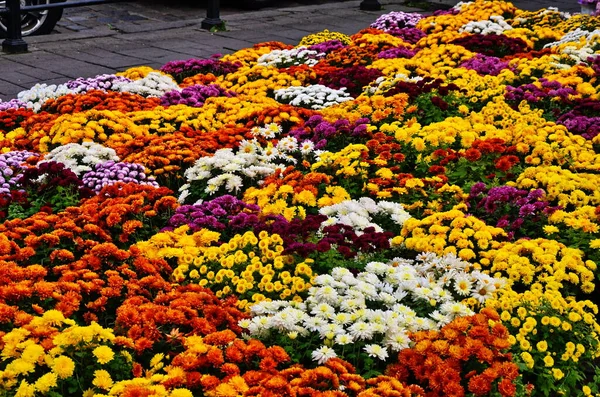 Viele verschiedene Sträuße von bunten Chrysanthemen, kleine Blumen wachsen in einem Topf — Stockfoto