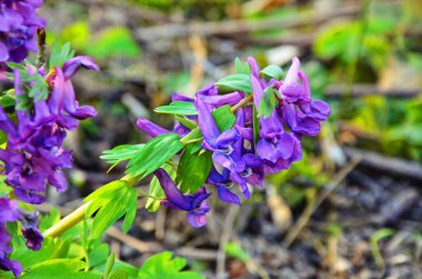 Hollowroot (Corydalis cava)
