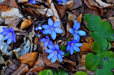 Menekşe sarısı çiçekleri; ilkbaharın başlarında karaciğer otu çiçekleri