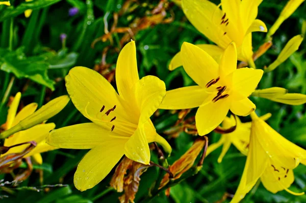 Giglio giallo fiore su uno sfondo di foglie di giglio verde — Foto Stock
