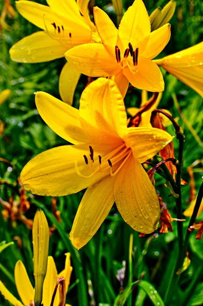 Żółty kwiat lilii na tle zielonych liści lilii — Zdjęcie stockowe
