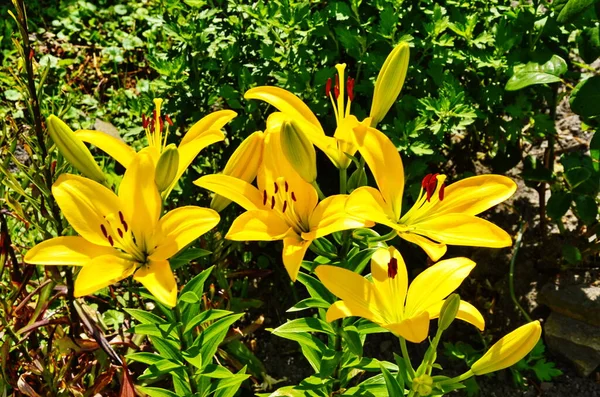 Желтый цветок лилии на фоне зеленых листьев лилии — стоковое фото