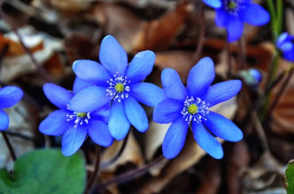 Menekşe sarısı çiçekleri; ilkbaharın başlarında karaciğer otu çiçekleri