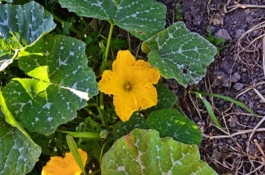 Balkabağı çiçeği açıyor. Bahçede çiçek açan balkabağı çiçeği.