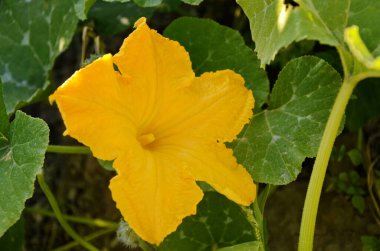 Balkabağı çiçeği açıyor. Bahçede çiçek açan balkabağı çiçeği.