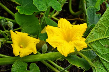 Balkabağı çiçeği açıyor. Bahçede çiçek açan balkabağı çiçeği.