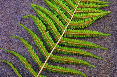 Common fern In the photo is an fern, common fern. clipart