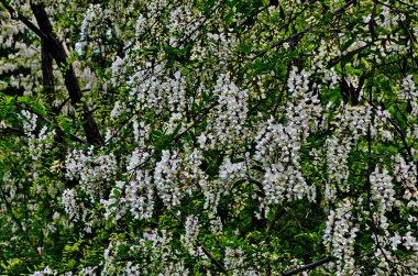 Beyaz akasya çiçekli, güneşli bir gün.