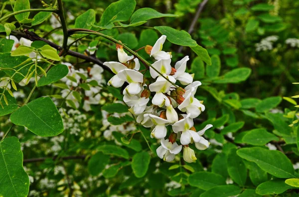 Witte acacia bloeiend, zonnige dag. — Stockfoto