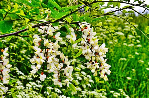 Flor de acacia blanca, día soleado . —  Fotos de Stock