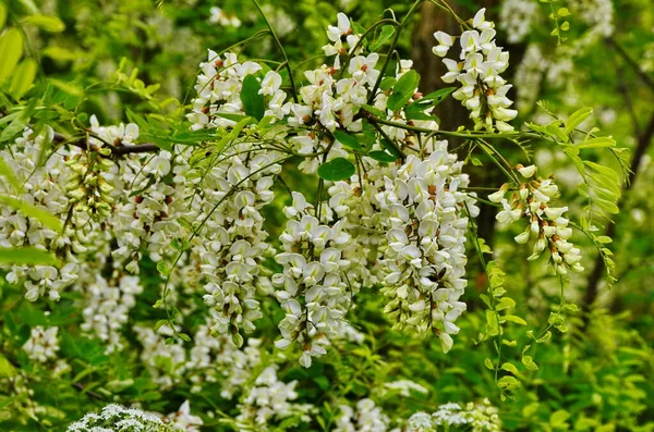 Witte acacia bloeiend, zonnige dag. — Stockfoto