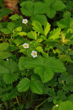 Yabani çilek yaprakları kapanıyor.
