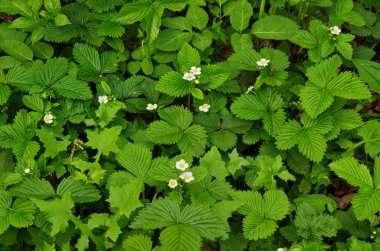 Yabani çilek yaprakları kapanıyor.