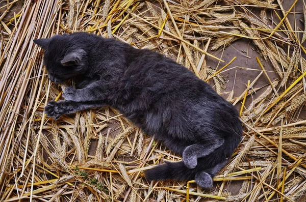 A szalma-aranyos szürke macska — Stock Fotó