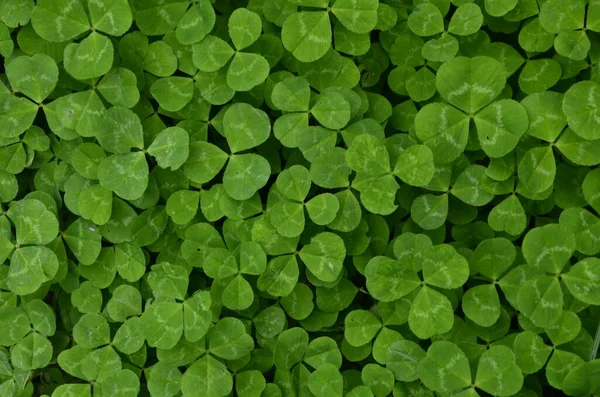 Macro foto de la naturaleza planta trébol verde . — Foto de Stock