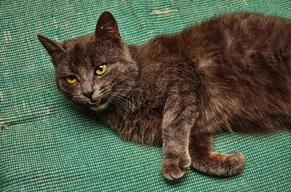 Lindo gato gris en la paja —  Fotos de Stock