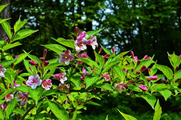 Flores de weigela rosa — Fotografia de Stock