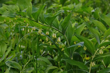 Solomonlar mühür, Polygonatum multiflorum. Boru şeklinde yeşil saplı, çan şeklinde.