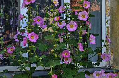 Hollyhock güzel bir yaz bahçesi bitkisi.