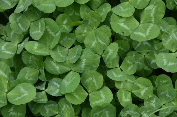 Makroaufnahme der Natur Pflanze Grünklee. — Stockfoto