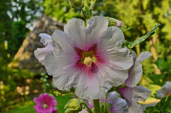 Hollyhock 아름다운 여름 정원의 식물. — 스톡 사진