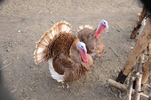 Une dinde sauvage avec des poules — Photo