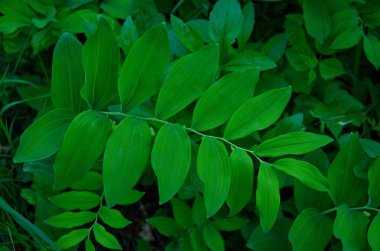 Solomonlar mühür, Polygonatum multiflorum. Boru şeklinde yeşil saplı, çan şeklinde.