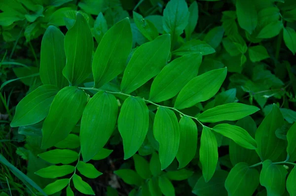 ソロモンシール、ポリゴナトリウム多花序。筒状で鐘形の緑色の茎 — ストック写真