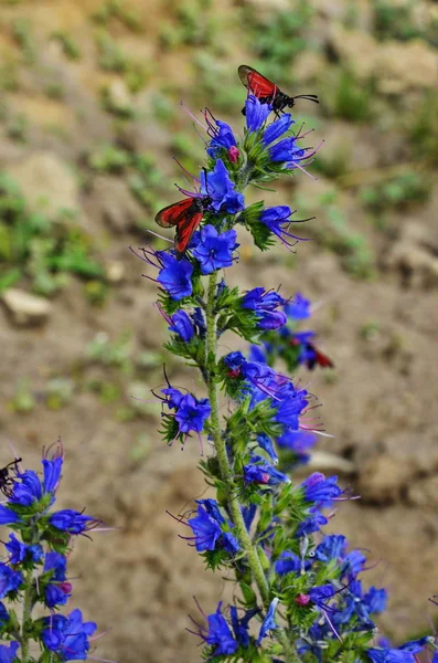 エキウム オカダンゴムシ、バイパーのムラサキ科の草、花 blueweed — ストック写真