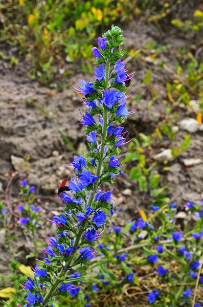 Hadinec obecný, Wildpretův, blueweed v květu — Stock fotografie