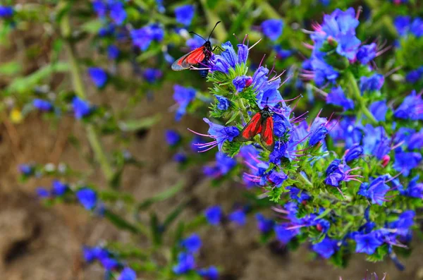 エキウム オカダンゴムシ、バイパーのムラサキ科の草、花 blueweed — ストック写真