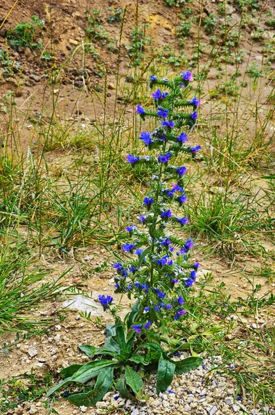 Hadinec obecný, Wildpretův, blueweed v květu — Stock fotografie