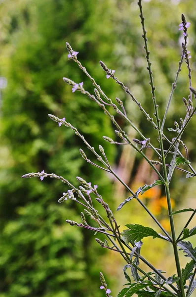 Verbana officinalis, werbena zwyczajna — Zdjęcie stockowe