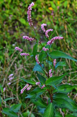 Pembe çiçekli güzel bir dal. Persikaria ya da yeşil bulanık arka planda poligonum hidropiper.