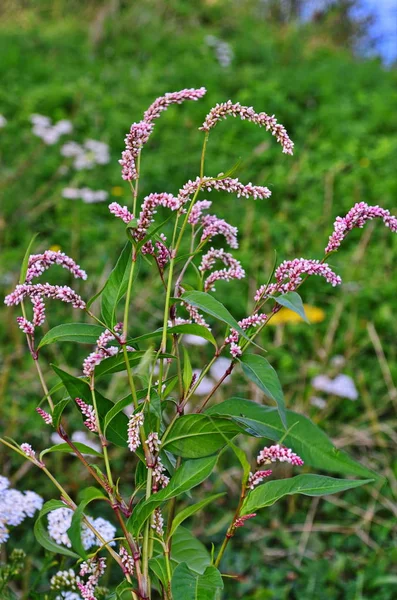 Beautiful branch with pink flowers. Persicaria or polygonum hydropiper on green blurred background — Stock Photo, Image