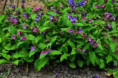 Pulmonaria veya lungwort çok renkli mavi, pembe, kırmızı veya mor çiçek açan çiçekler Buket.