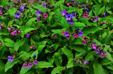 Pulmonaria veya lungwort çok renkli mavi, pembe, kırmızı veya mor çiçek açan çiçekler Buket.