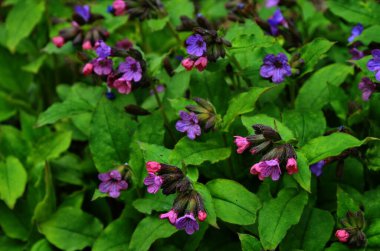 Pulmonaria veya lungwort çok renkli mavi, pembe, kırmızı veya mor çiçek açan çiçekler Buket.