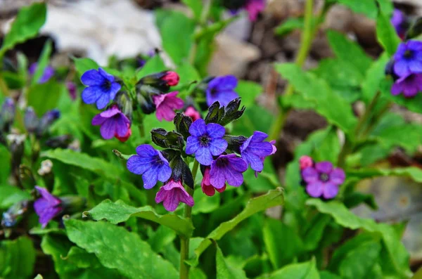 The bouquet of Pulmonaria or lungwort multicolor blue, magenta, red and purple blooming flowers. — Stock Photo, Image