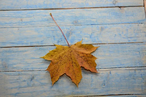 Fond d'automne avec des feuilles d'érable — Photo