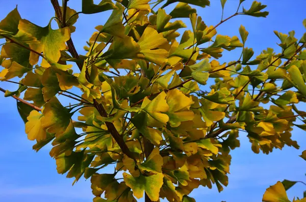 Ginkgo biloba, árvore de Ginkgo — Fotografia de Stock