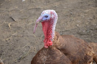 Tavuklu vahşi bir hindi.