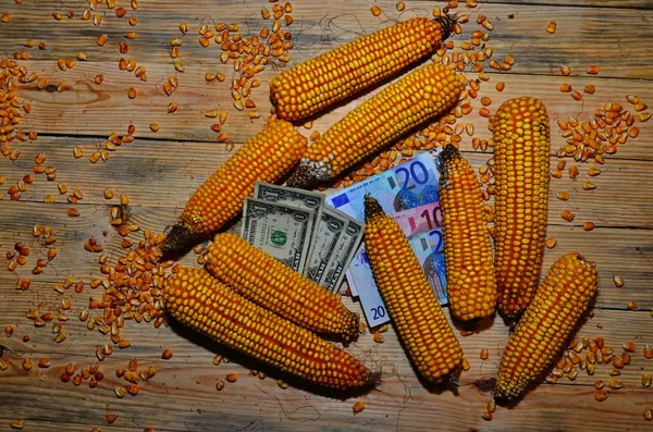 Betakarított kukorica. Kukoricamag. Természetes élelmiszerek. — Stock Fotó