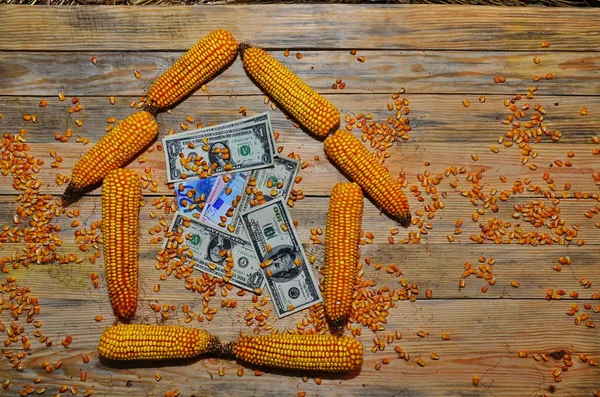 Harvest maize. Corn grain. Natural food. — ストック写真