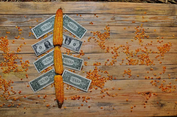Harvest maize. Corn grain. Natural food. — ストック写真