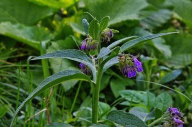 Bir tarlada ya da çayırda açan güzel bir çiçek.